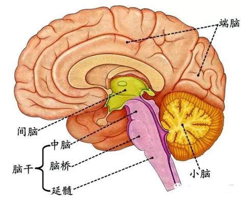 木原腦幹|腦幹:腦幹的外形,腦幹腹側面,腦幹背側面,腦幹構造,內。